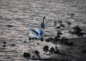 Beautiful Heron Dancing in the Shallow Water photo