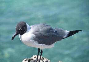 riendo gaviota en pie en un rock por el Oceano foto