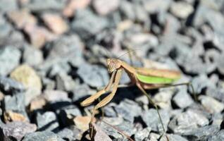 increíble Mira dentro el cara de un presa mantis foto