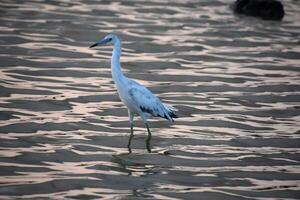 Stunning Tri-Color Heron Wading in the Shallows photo