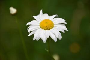 Single Wild Daisy Flower Blossom in Bloom photo