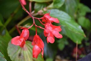 Pretty Red Begonias Blooming and Flowering in the Sun photo