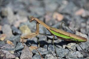 Preying Mantis Close Up with Green Under His Wing photo