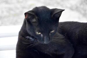 Lovely Resting Black Cat Lounging in the Sun photo