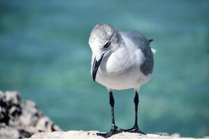 gaviota en pie por el calentar tropical aguas foto