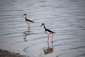 Lovely Pair of Black and White Sandpipers photo