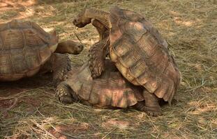 Crawling Large Spurred Tortoises Mating photo