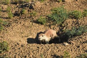 Black Tailed Prairie Dog Digging a Big Hole photo