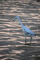 Tricolor Heron Bird Wading in the Water photo