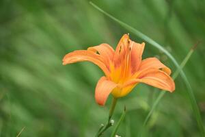 Blooming Orange Daylily Naturalized in a Garden photo