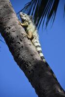 Iguana Climbing up a Palm Tree photo
