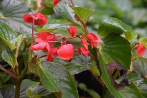 bonito rojo begonia flores floreciente y floración foto