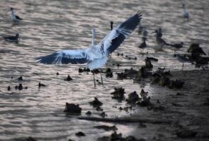 alas untado en un garza en vuelo foto