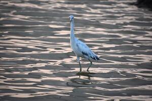 Beautiful Heron Wading in Shallow Waters photo