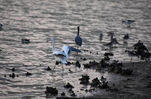 Tricolor Heron with Wings Extended at Dawn photo