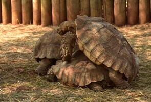 Spurred Tortoises Grouped Together photo