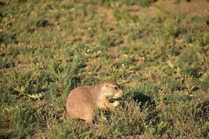 Black Tailed Prairie Dog Nibbling on Prairie Grasses photo