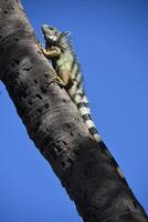 Iguana Climbing up a Palm Tree photo