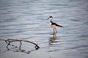 Side Profile of a Black and White Shorebird photo