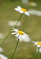 Garden with Flowering Wild Daisies in Nature photo