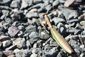 Preying Mantis Insect on Grey Stones photo