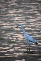 Wading Tricolored Heron Bird in the Water photo