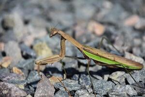 Side Profile of a Preying Mantis on Stones photo