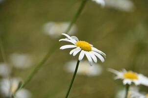 Lone Wild Daisy Flower Blossom Blooming photo