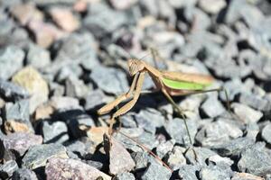 Looking into the Face of a Preying Mantis photo