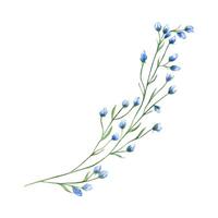 Field blue flower branch. Spring, summer herbs. Meadow, forest wildflowers. Blooming delicate plant. Watercolor botanical illustration. Simple element for design, print or postcard. vector