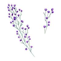 Meadow purple flowers. Spring, summer herbs. Forest wildflowers. Blooming plant. Watercolor botanical illustration of alpine greenery. Simple element for design, print or postcard. vector