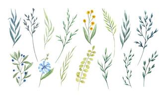 Wildflowers and herbs. Set of meadow, field plants. Delicate flowers and spikelet. Floral clip art sprigs. Watercolor botanical illustration for postcard design, template for poster, greeting. vector