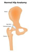Normal Hip Anatomy Science Design Illustration Diagram vector