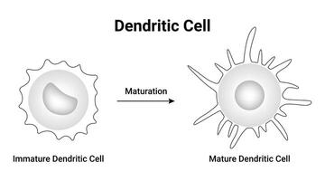 Dendritic Cell Science Design Illustration Diagram vector