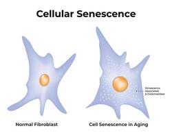 Cellular Senescence Science Design Illustration Diagram vector