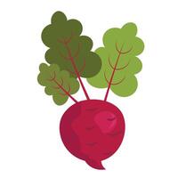 Ripe beetroot on white background vector