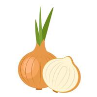 Onion on white background. Vegetable vector