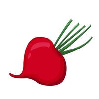 Ripe red beet. Cartoon fresh beetroot vegetable.For sticker and t shirt design, posters, logos, labels, banners, manu, product packaging design, etc. illustration vector
