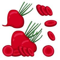 Set cartoon fresh beetroot vegetable.For sticker and t shirt design, posters, logos, labels, banners, manu, product packaging design, etc. illustration vector