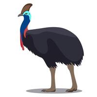 The helmet-bearing cassowary or casuarius casuarius is a bird on the verge of extinction vector