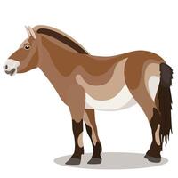 Przewalski's horse is a type of endangered wild horse vector