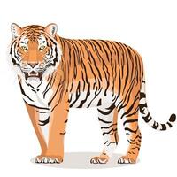 The Amur tiger or Ussuri tiger is the rarest and largest tiger on the planet vector
