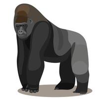 The mountain gorilla is the largest of the anthropoids existing today vector