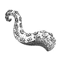 tattoo octopus kraken tentacle sketch hand drawn vector