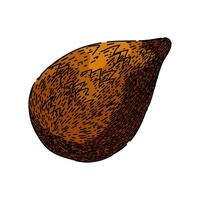 fruit salak fuit sketch hand drawn vector