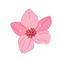 flower sakura cherry blossom cartoon illustration vector