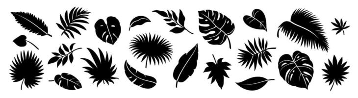 Silhouette jungle leaf. Abstract black palm tropical rainforest leaves. Decorative plants. Graphic foliage silhouettes and elements for design isolated on white background. set vector