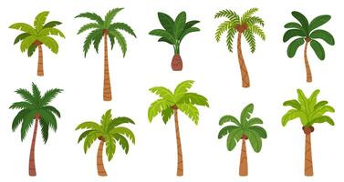 Palm trees. Cartoon tropical tree with different exotic green leaves, trunk and fruits. Nature jungle plants. Hawaii coconut and island banana tree. Rainforest elements. set vector