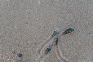 Above view of journey of living things. Snails travel on wet sand. Traces of the path follow a curve. photo
