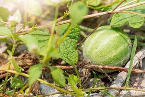 Small Melon growing in the garden. selective focus in tropical area. photo